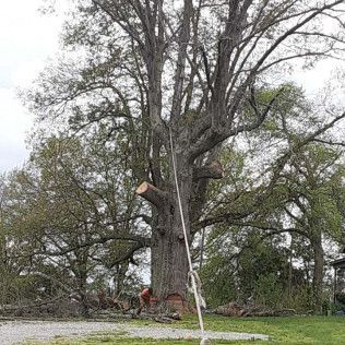 A person is climbing a tree with a rope attached to it.