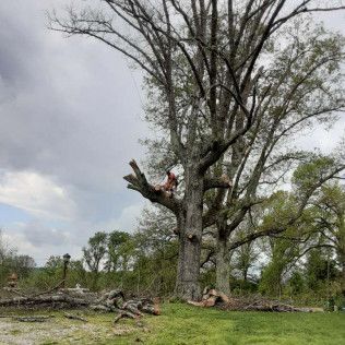 A man is climbing a tree with a chainsaw in a field.