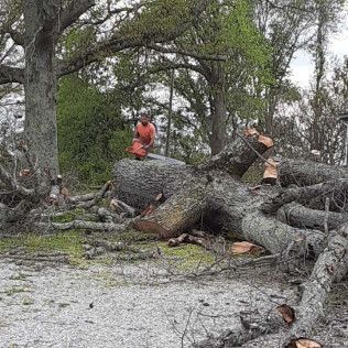 A man is cutting down a large tree with a chainsaw.