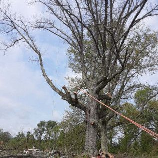 A man is cutting a tree with a chainsaw.