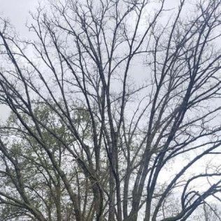 A tree with a lot of branches without leaves against a cloudy sky.