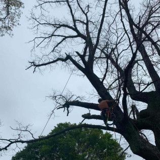 A man is climbing a tree with a chainsaw.
