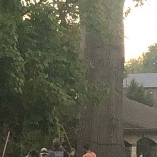 A group of people are standing in front of a large tree.