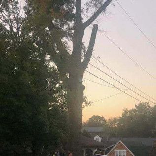 A large tree is sitting on top of a power line in front of a house.