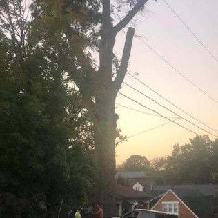 A large tree is being cut down in front of a house.