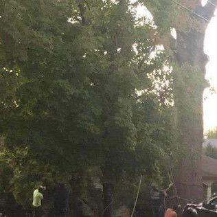 A group of people are standing around a large tree.