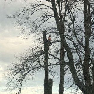 A man is climbing a tree with a chainsaw.