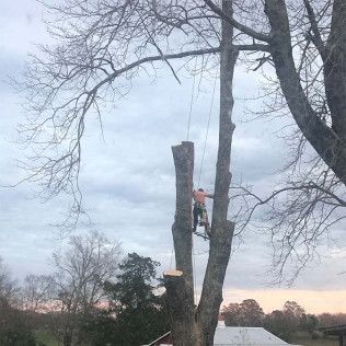 A man is climbing a tree with a rope attached to it.