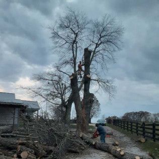 A man is cutting down a tree with a chainsaw.