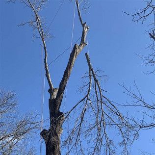 A tree with a lot of branches and a blue sky in the background.