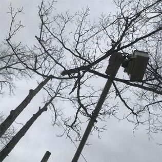 A black and white photo of a tree being cut down by a crane.