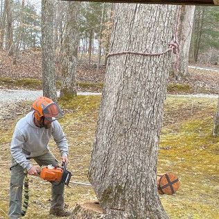 A man is cutting a tree with a chainsaw.