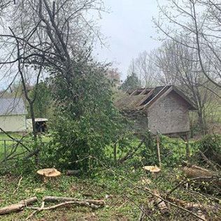 A tree has fallen on a shed in the middle of a field.
