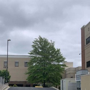 A large building with a tree in front of it on a cloudy day.