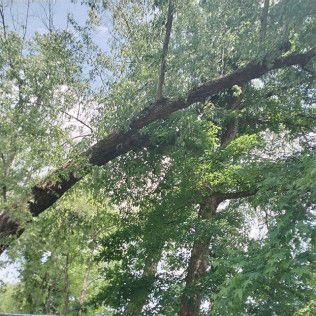 A tree with a fallen branch in the middle of a forest.