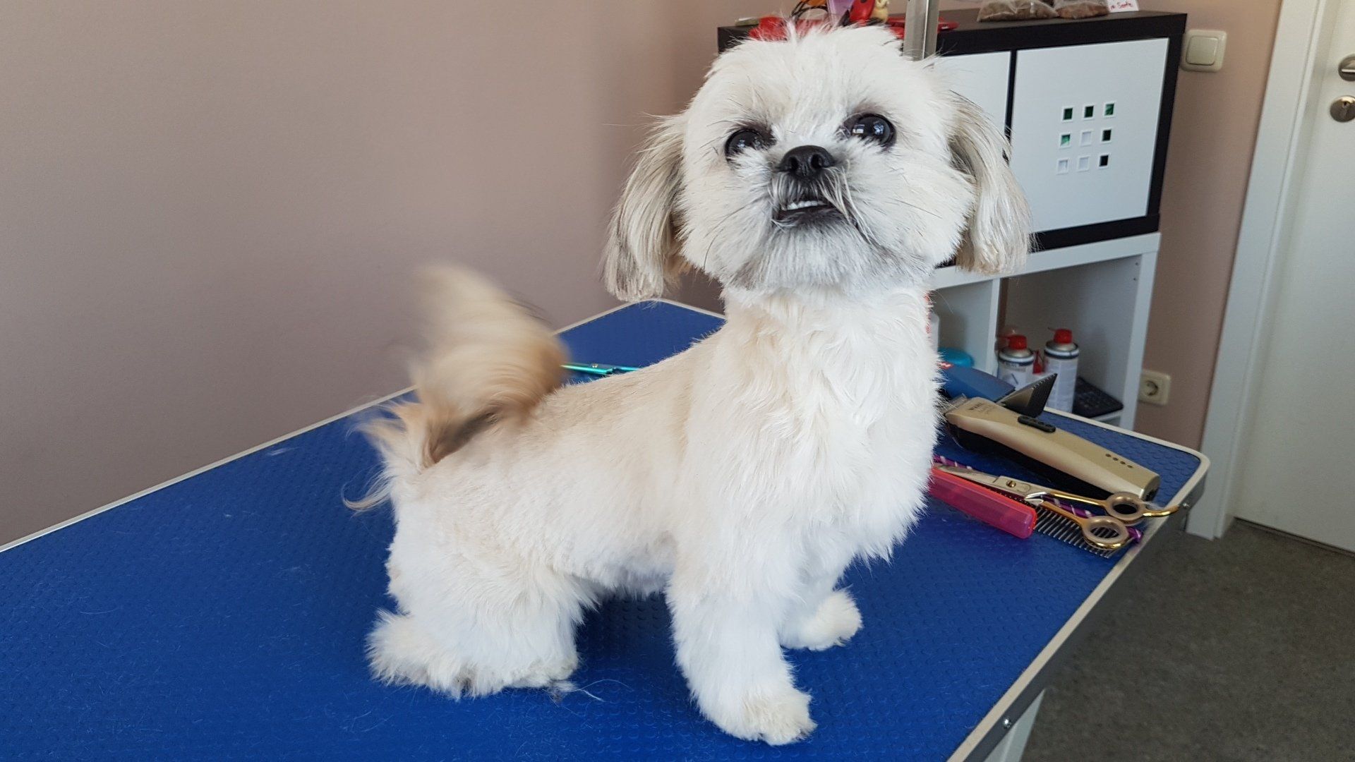 Hundesalon HollyInn Zwönitz Erzgebirge - Hund Kunde nachher