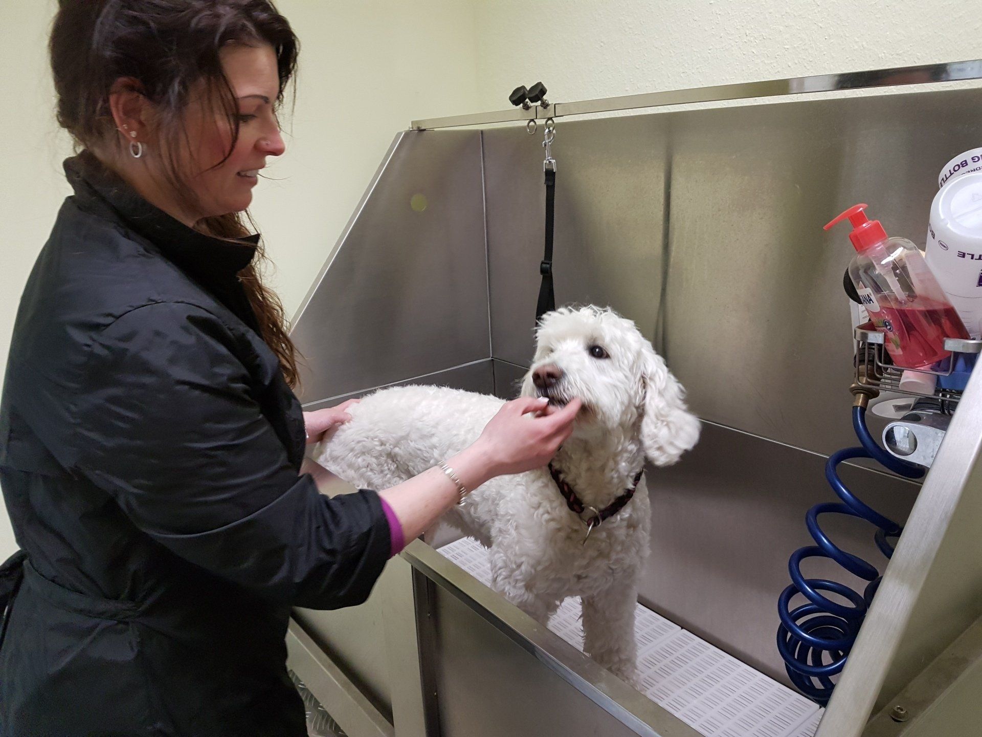 Hundesalon HollyInn Zwönitz Erzgebirge - Waschen Baden