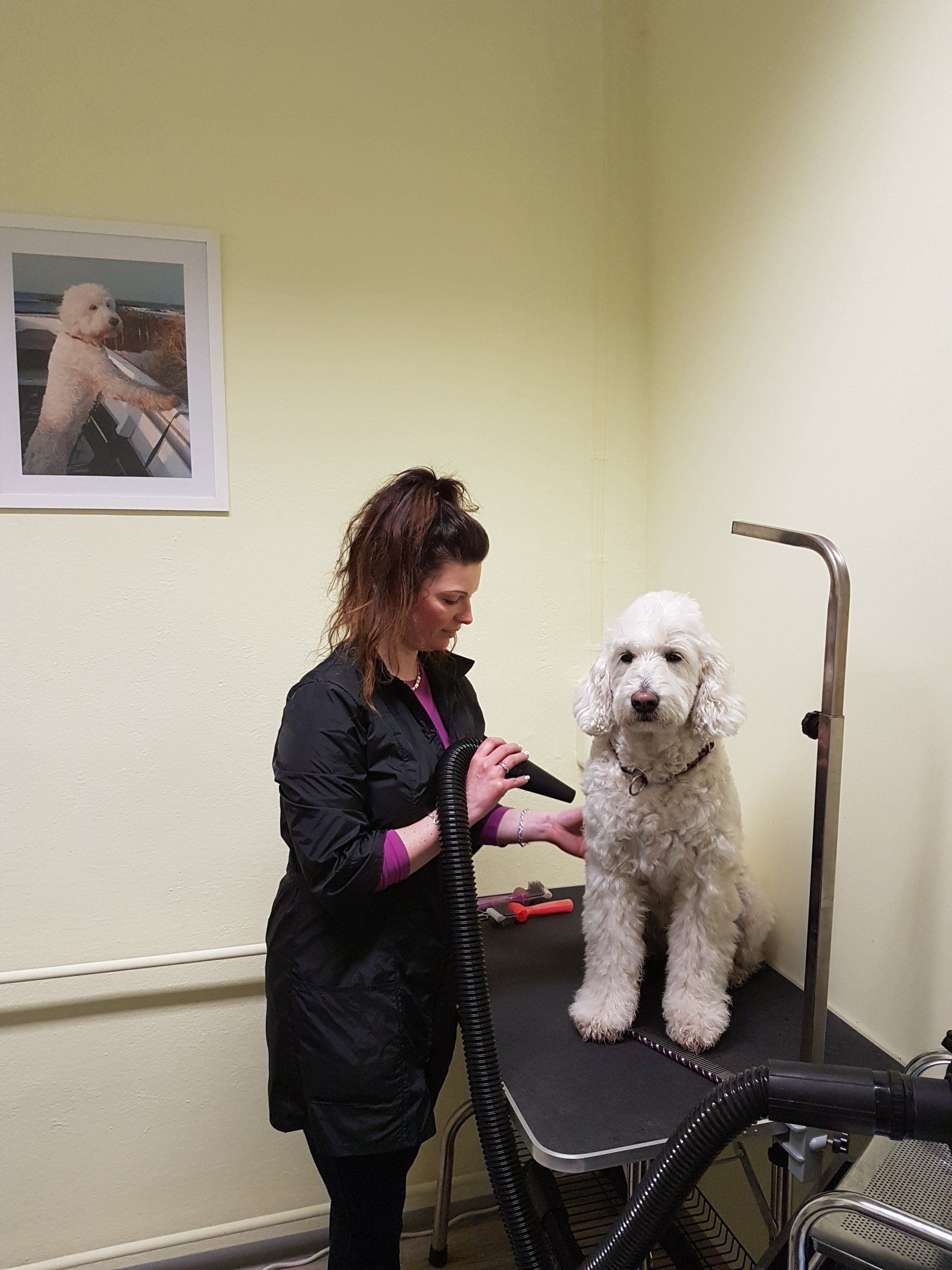 Hundesalon HollyInn Zwönitz Erzgebirge - Föhnen Kämmen Entfilzen