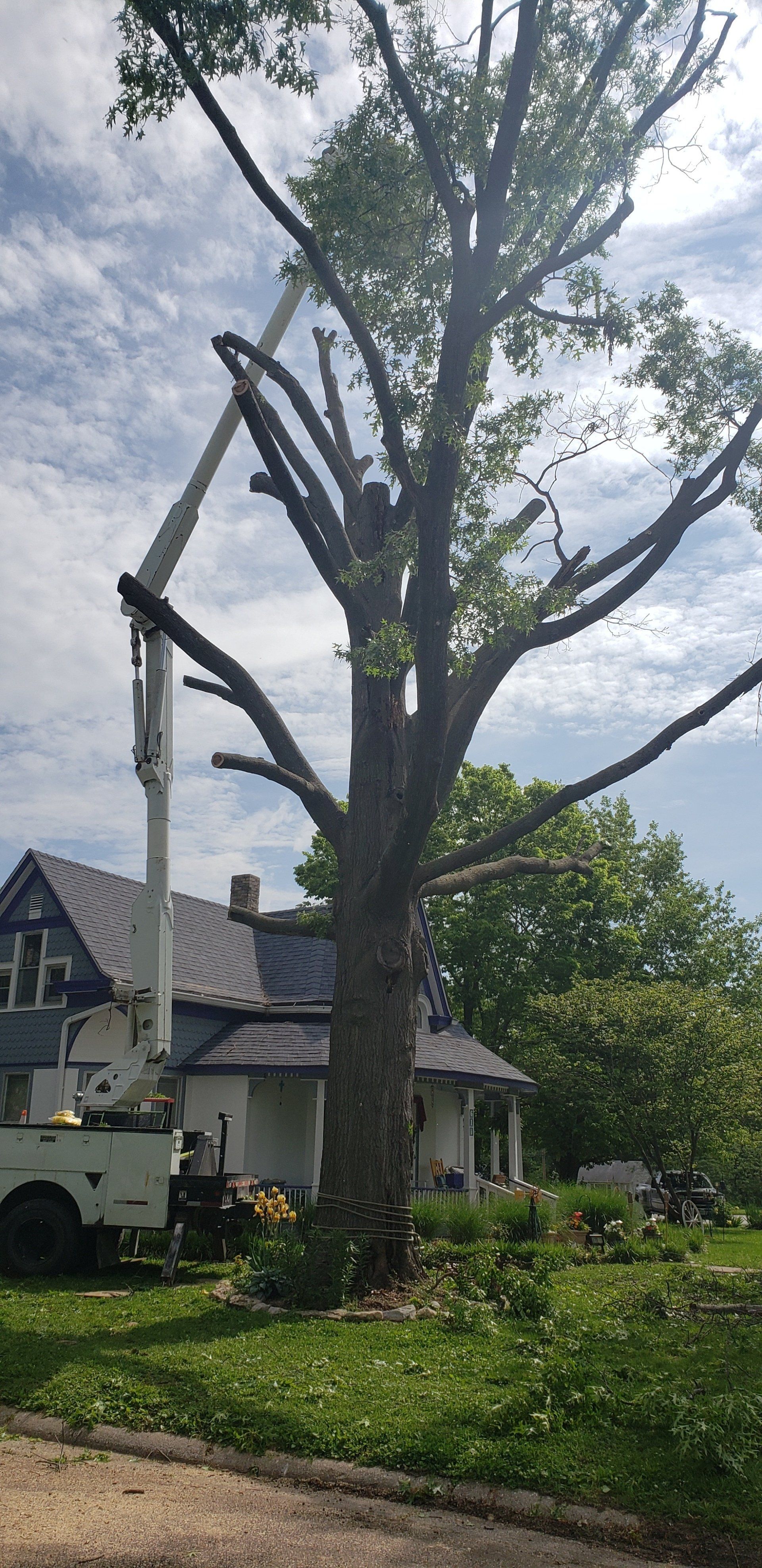branches being removed by house