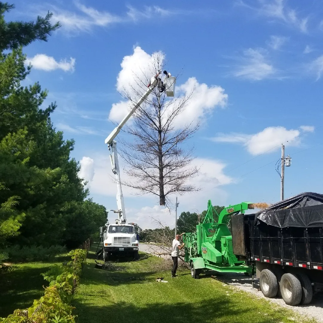 tree removed by truck