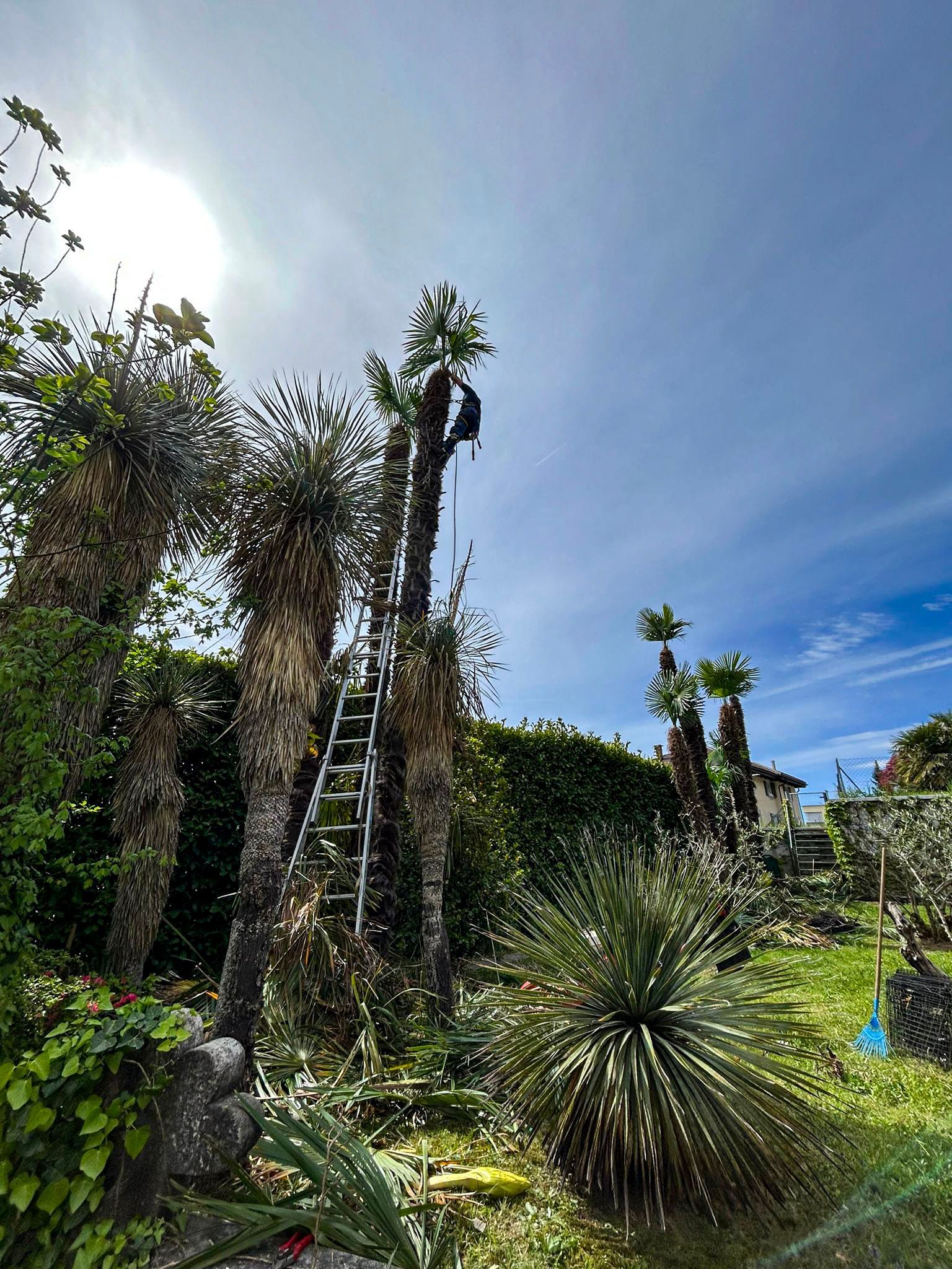 Un uomo si arrampica su una palma con una scala in un giardino.