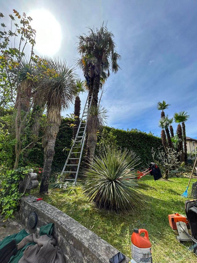 Un uomo si arrampica su una palma con una scala in un giardino.