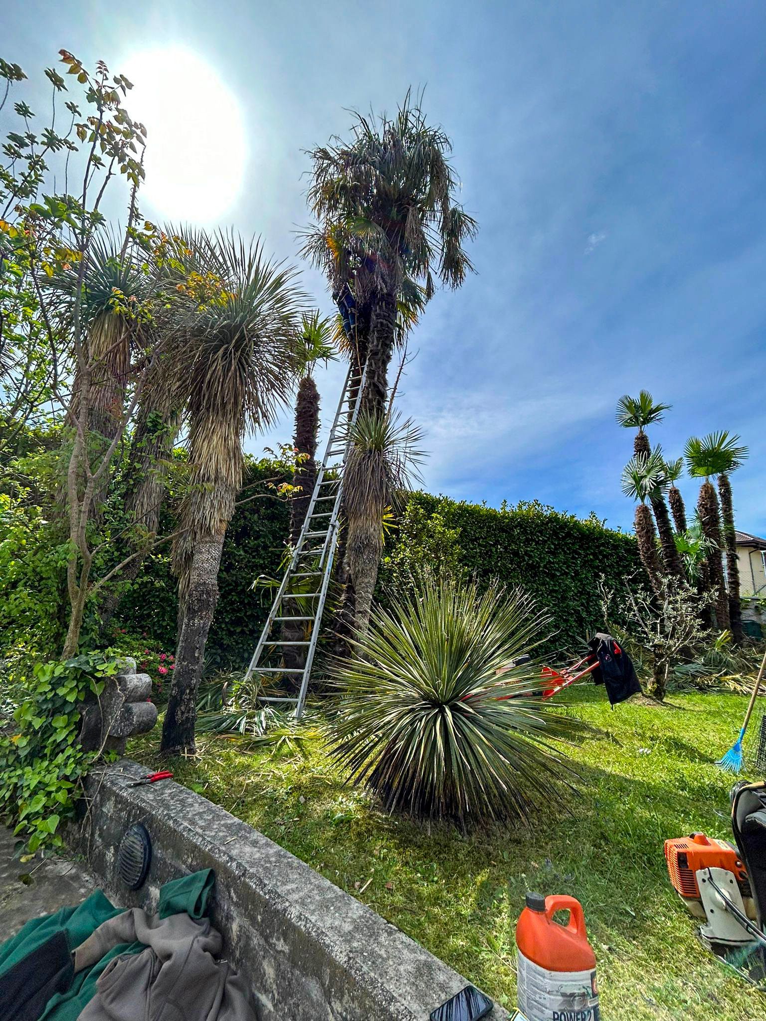 Un uomo sta tagliando una palma in un giardino con una scala.