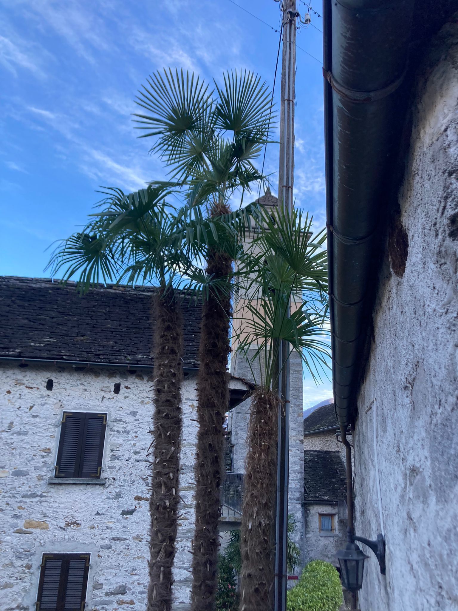 Una palma cresce sul lato di un edificio.