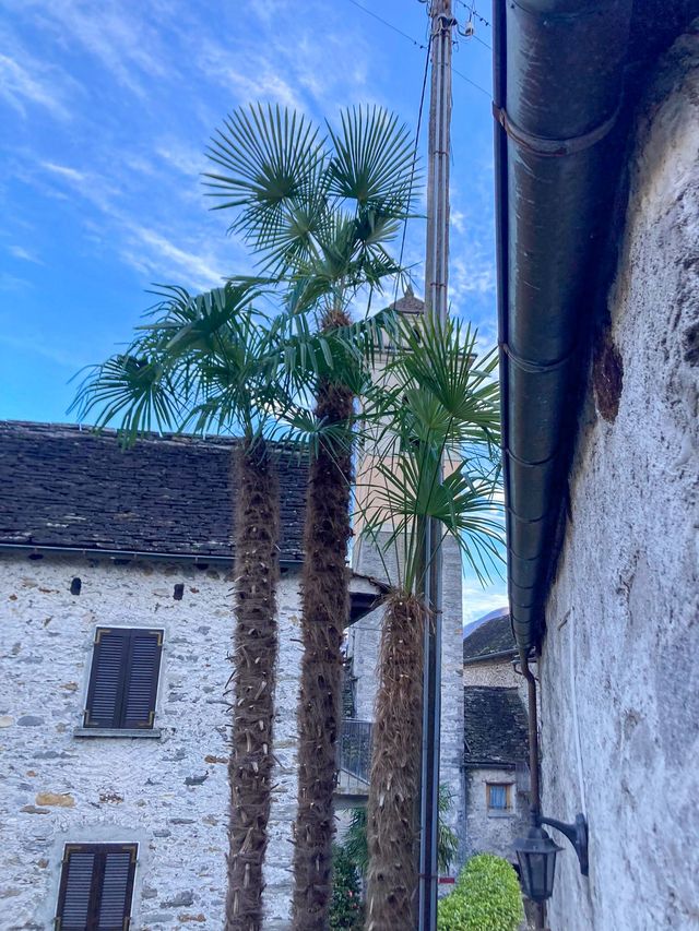 Sul lato di un edificio crescono due palme.