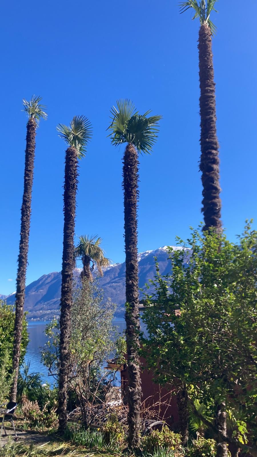 Una fila di palme contro un cielo azzurro con le montagne sullo sfondo.