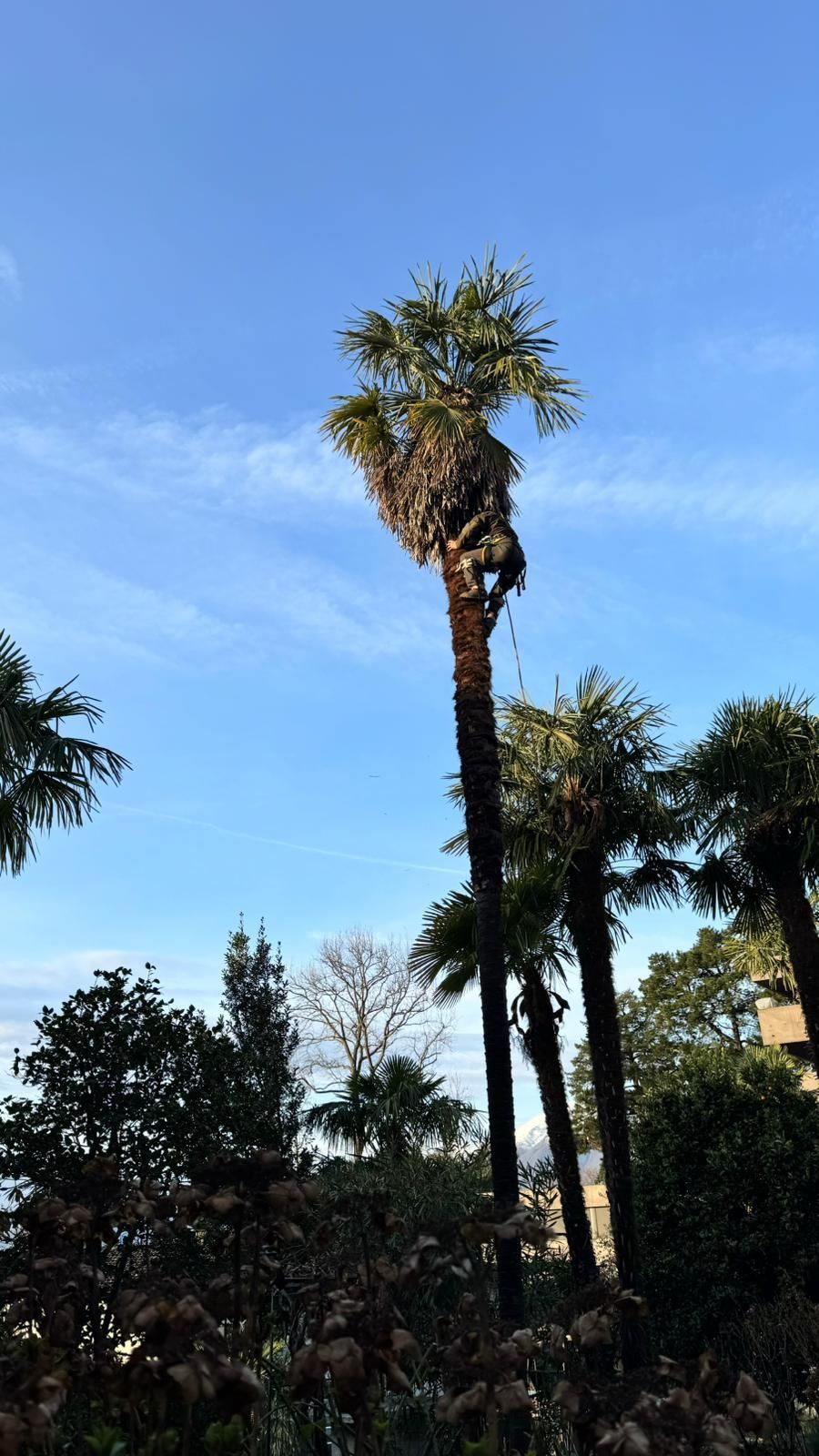 Un gruppo di palme contro un cielo blu.