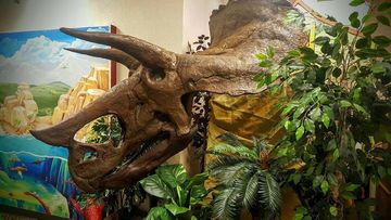 Large triceratops skull sculpture in a colorful jungle-themed exhibit with green plants and a painted mural background Large triceratops skull sculpture in a colorful jungle-themed exhibit with green plants and a painted mural background