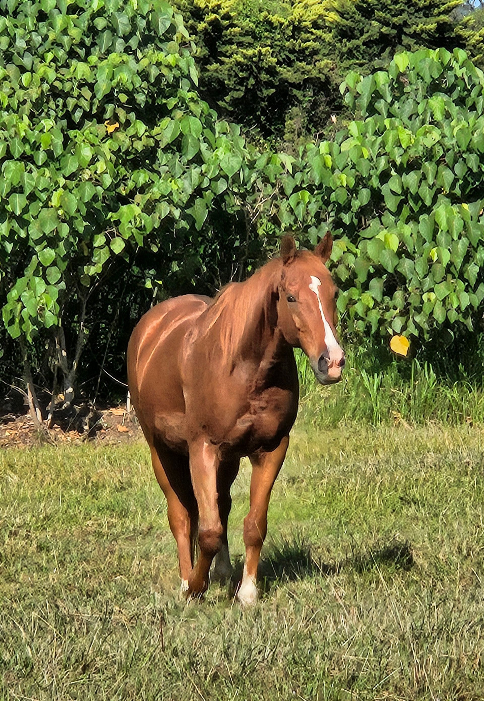 Chestnut horse with white face markings standing in a grassy field near green foliage. — Equine Alliance in Palmwoods, QLD