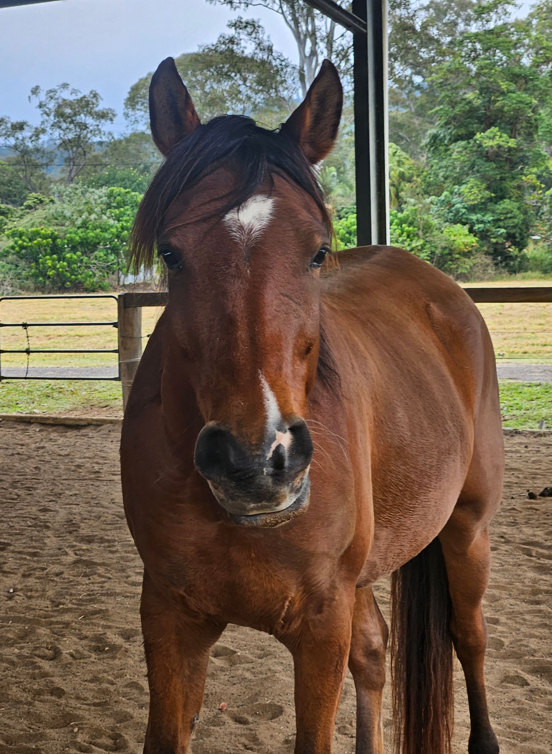 Brown horse with a white blaze and star, standing in a sandy enclosure. — Equine Alliance in Palmwoods, QLD
