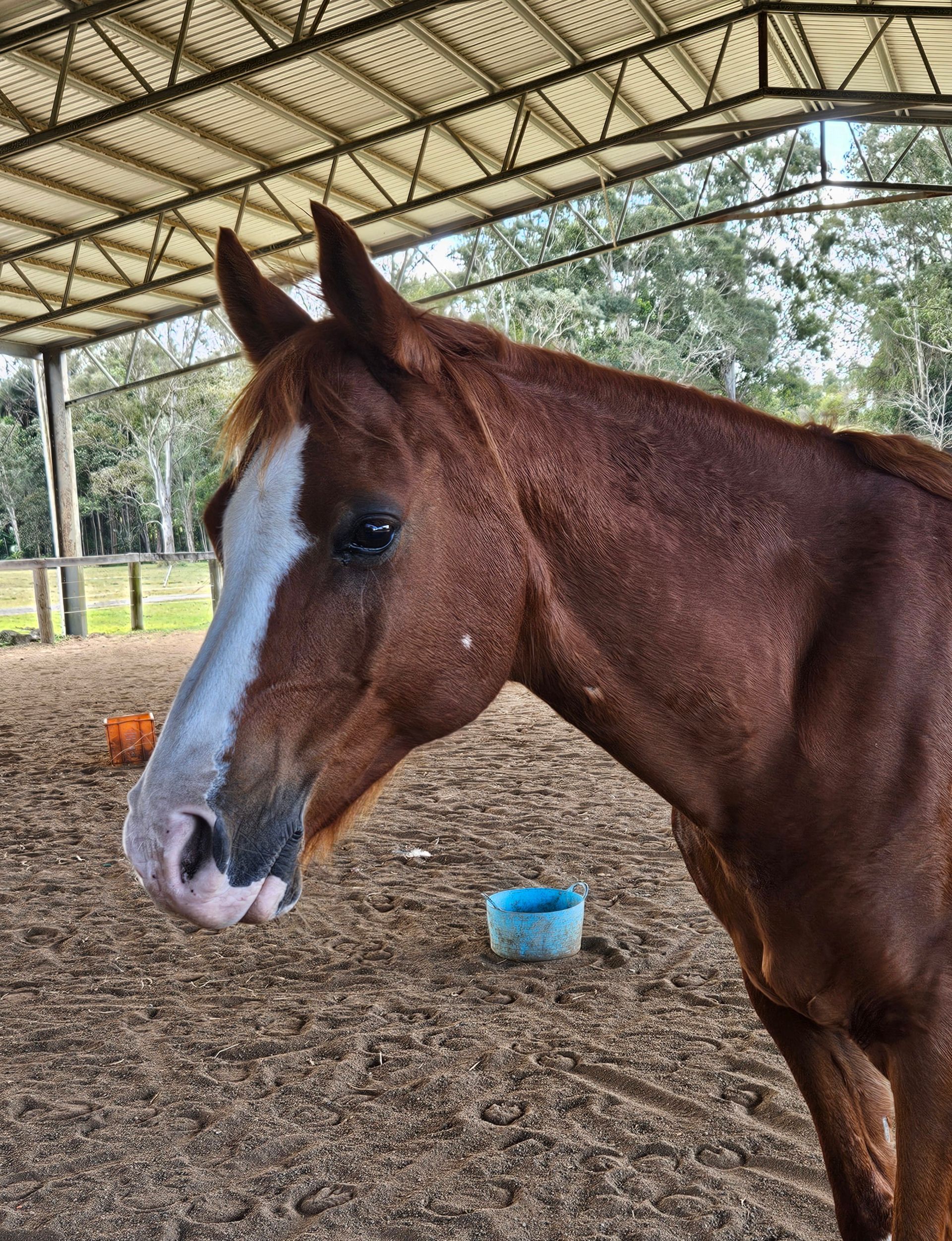 A Boy is Sitting Next to a Horse That is Laying on Its Back — Equine Alliance in Palmwoods, QLD