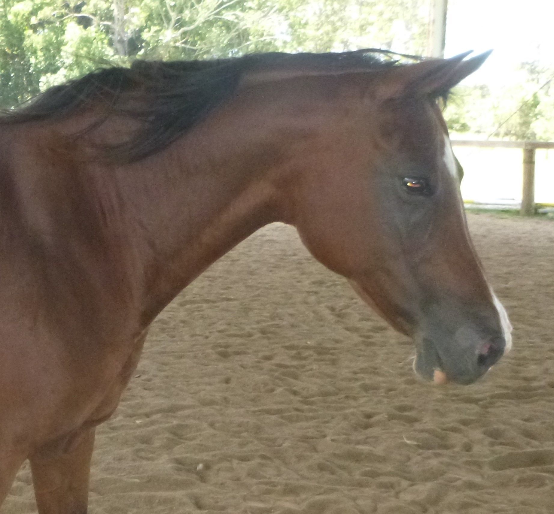 Brown horse with a dark mane in a sandy enclosure, looking to the side. — Equine Alliance in Palmwoods, QLD