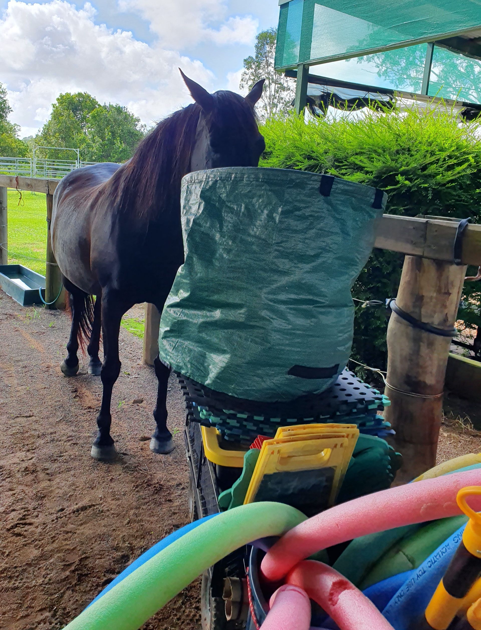 A Brown Horse Standing in the Dirt Eating Hay — Equine Alliance in Palmwoods, QLD