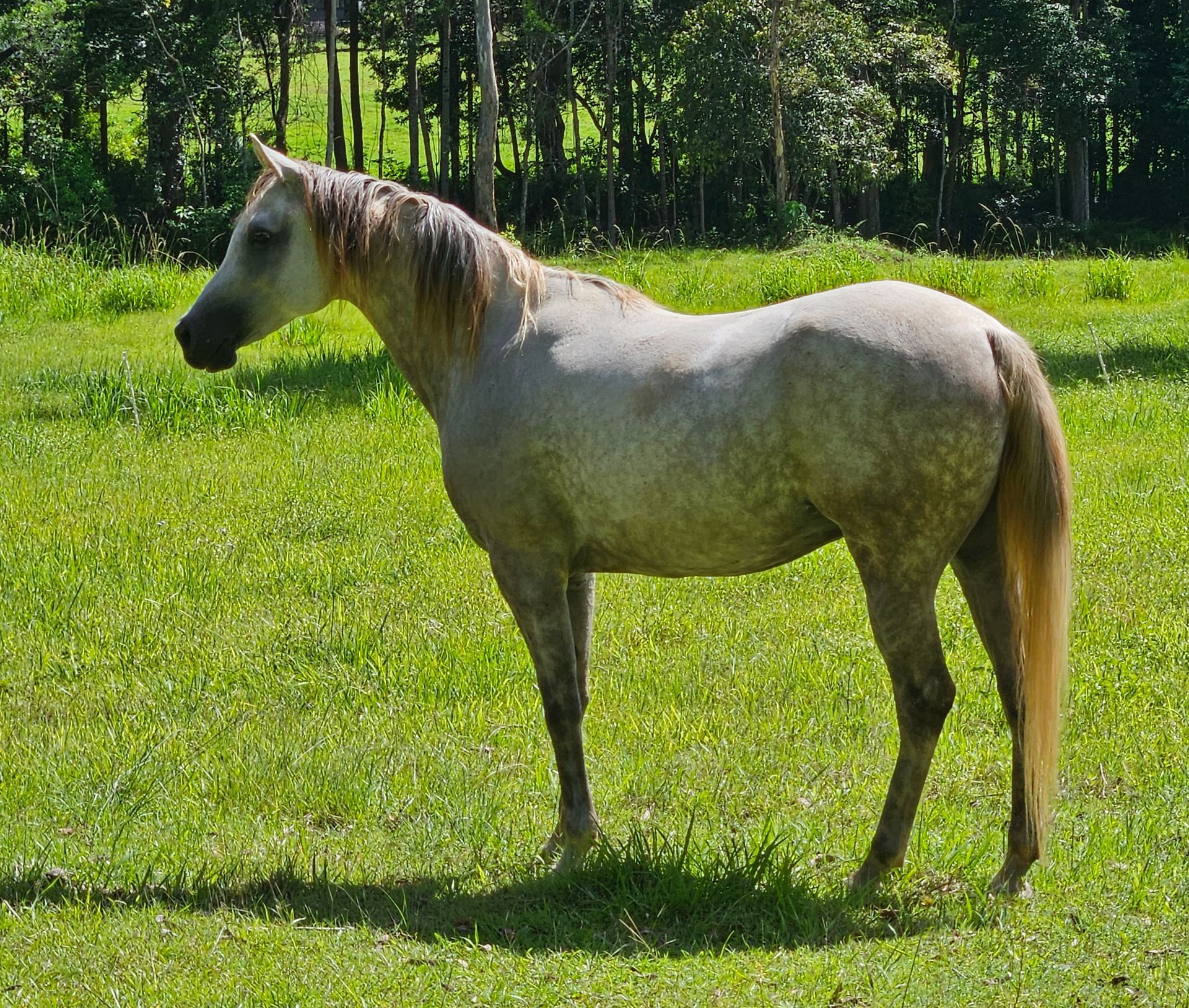 Gray horse standing in a grassy field, trees in the background, sunny day. — Equine Alliance in Palmwoods, QLD