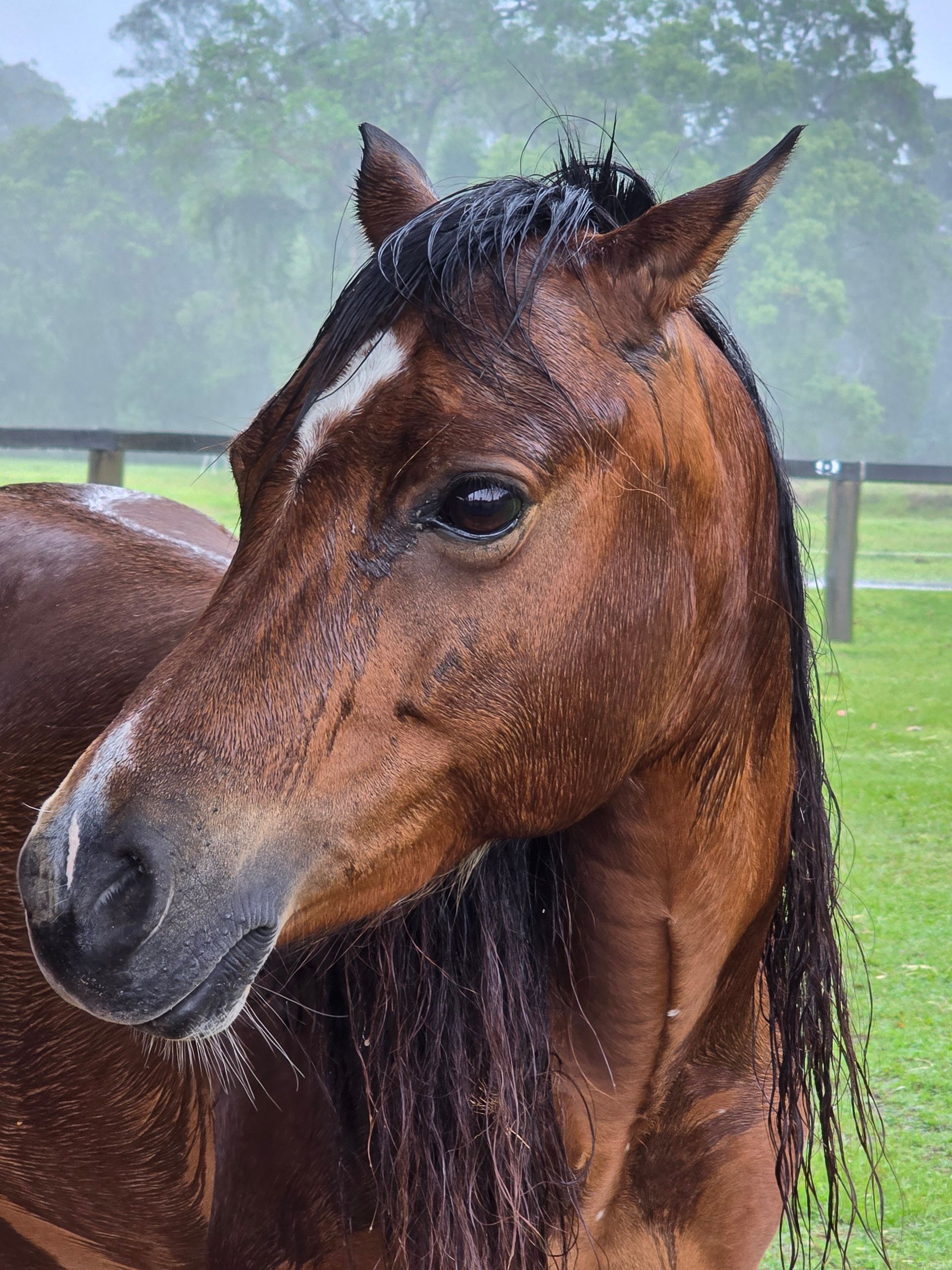 A Brown Horse and a White Horse Are Grazing in a Field — Equine Alliance in Palmwoods, QLD