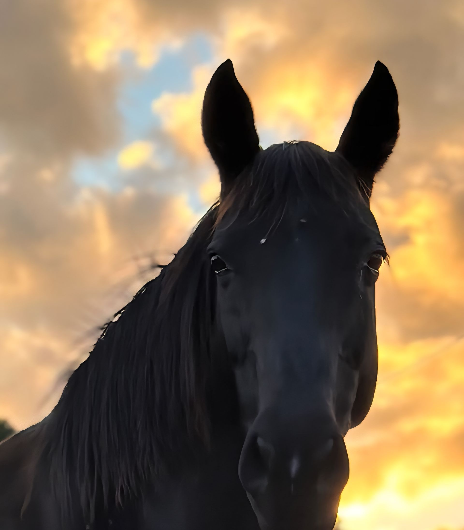 One Black Horse — Equine Alliance in Palmwoods, QLD