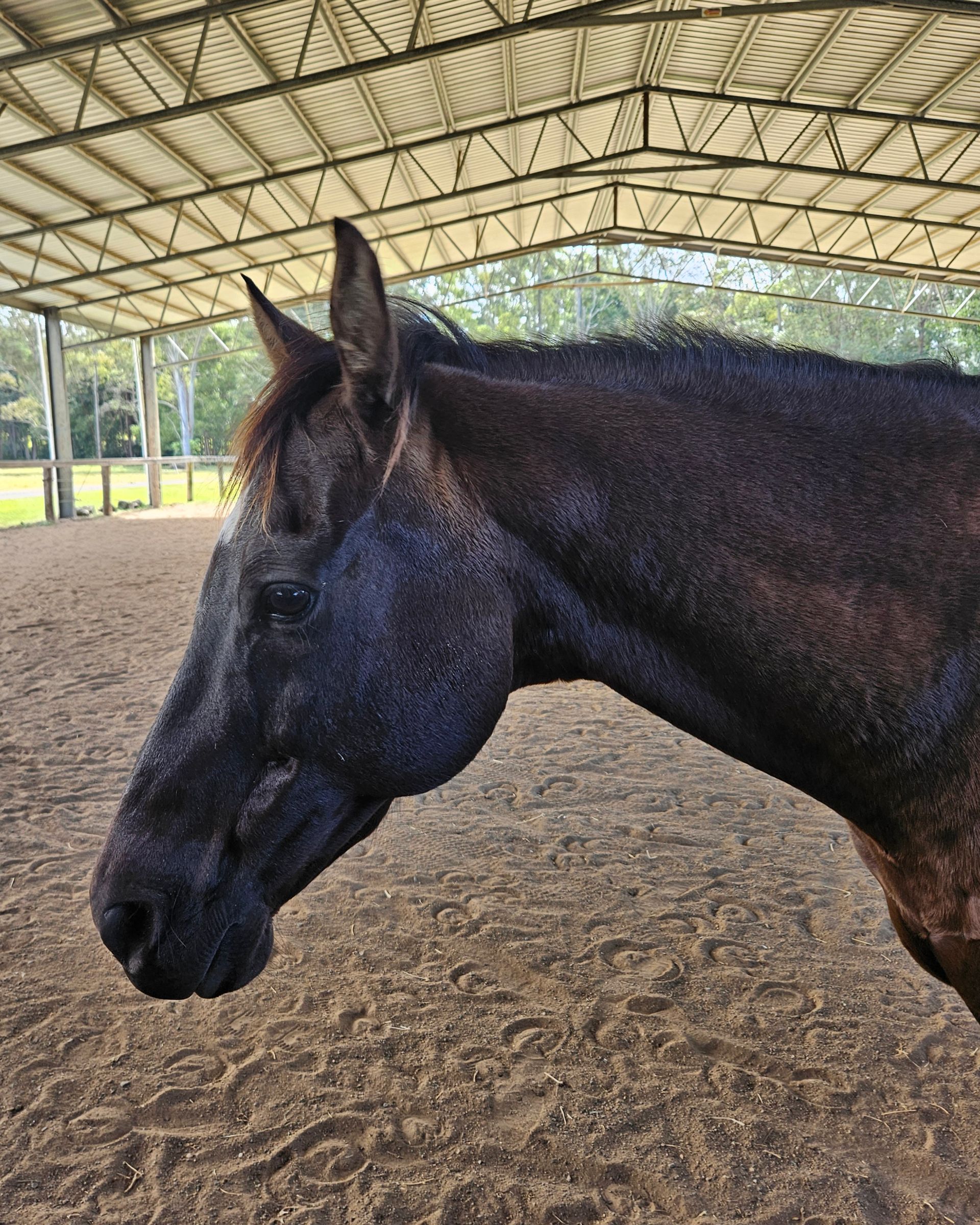 A Blue Dice and Two Yellow Noodles Are on the Ground — Equine Alliance in Palmwoods, QLD