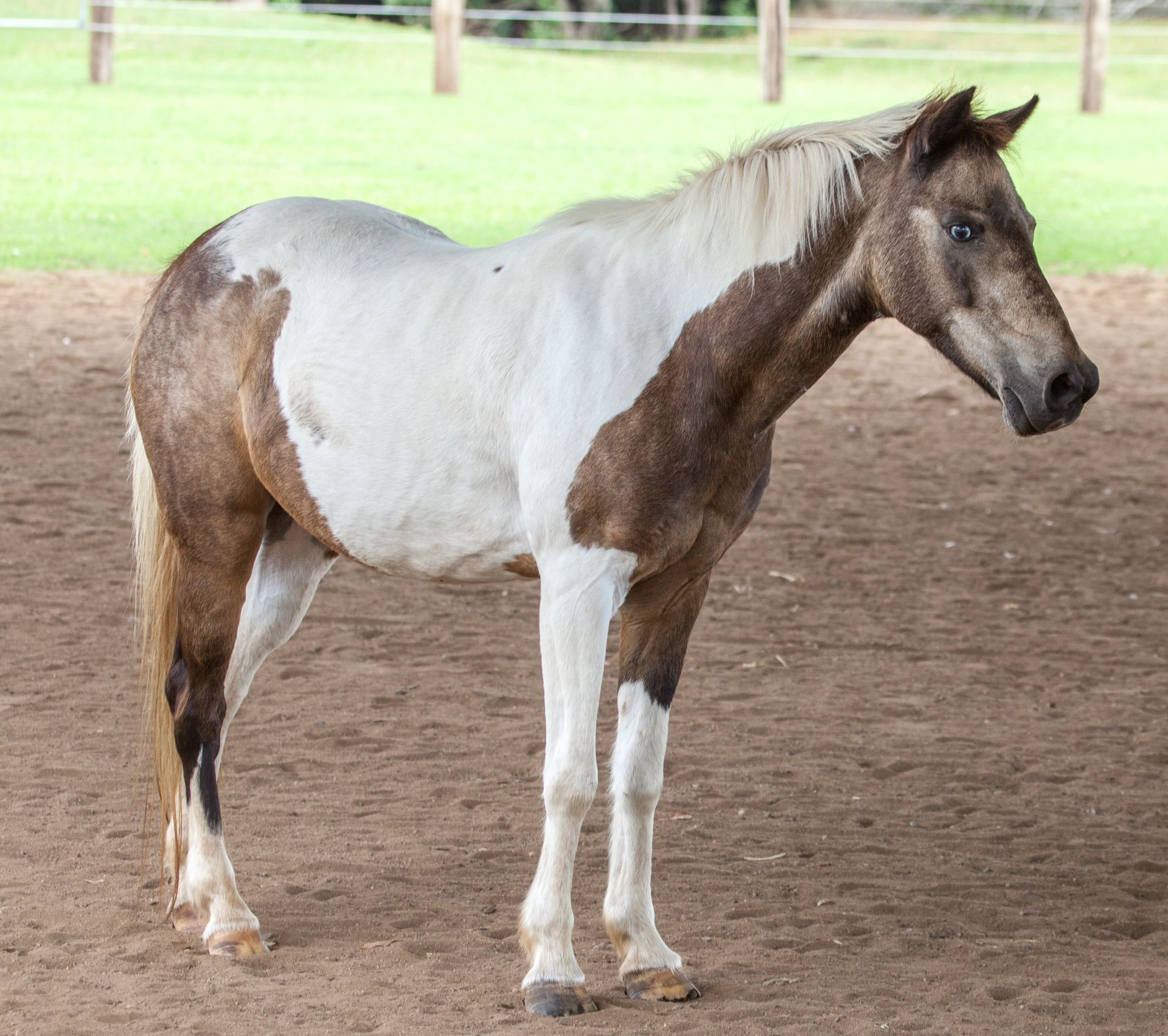 A paint horse with white and brown markings stands in an outdoor arena. — Equine Alliance in Palmwoods, QLD