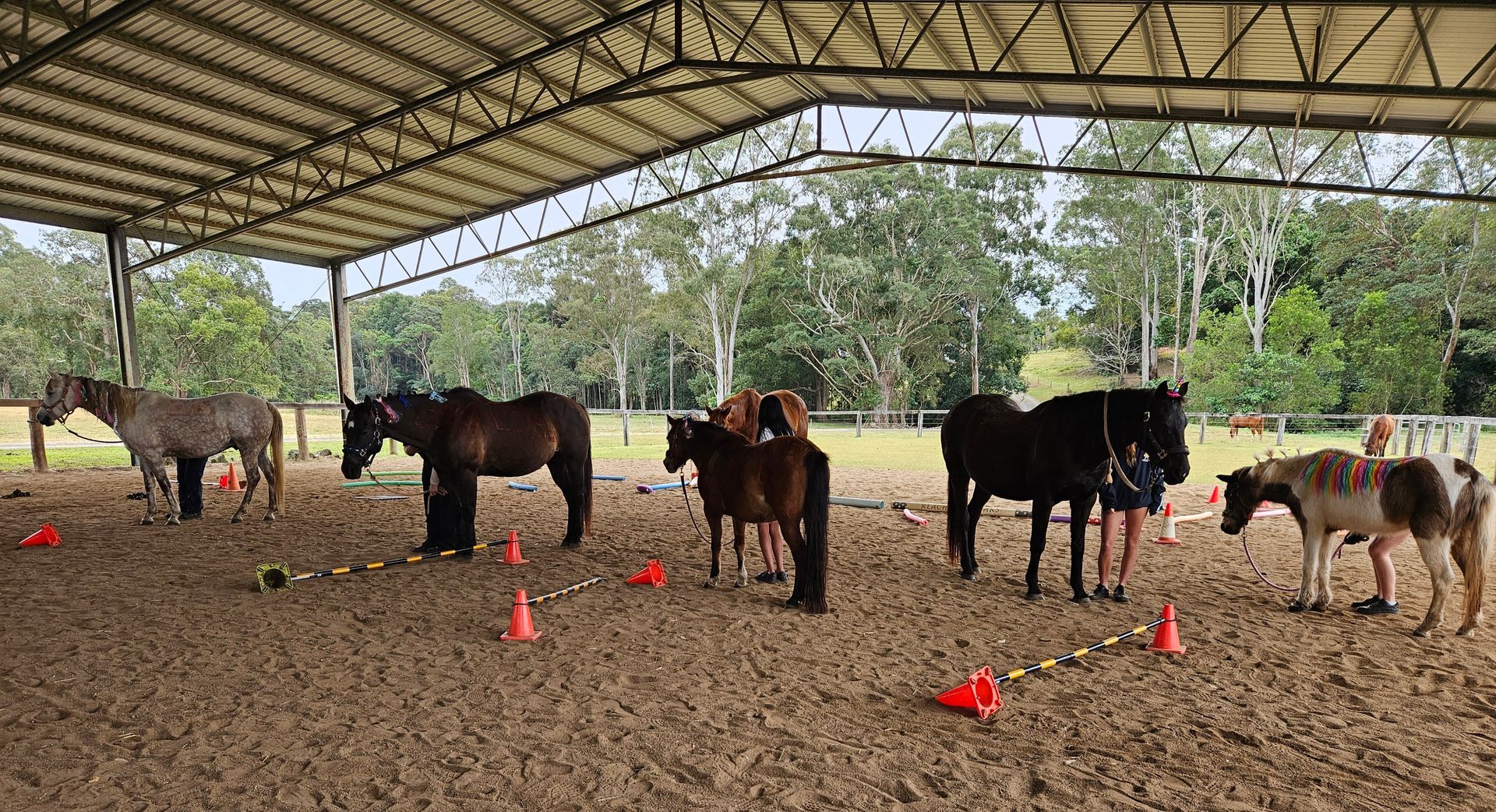 A Little Girl is Kneeling in Front of a Stable With Horses — Equine Alliance in Palmwoods, QLD