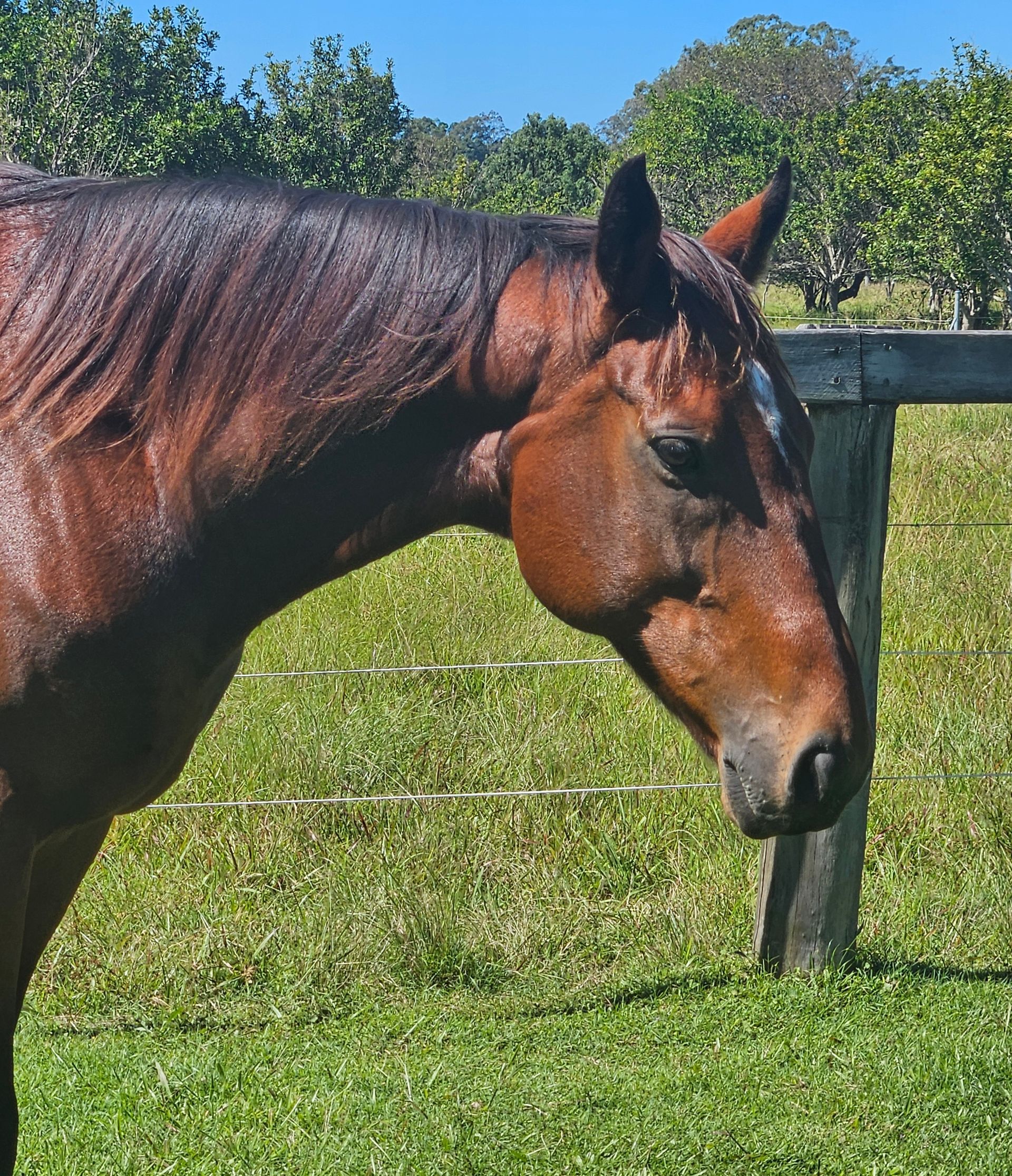Brown horse in a green pasture, head lowered near a wooden fence under a blue sky. — Equine Alliance in Palmwoods, QLD
