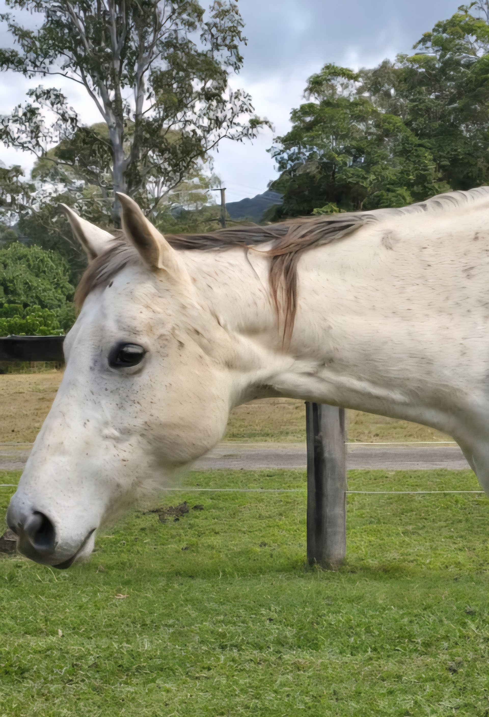 White horse grazing in a grassy field with a wooden post, trees, and a mountain in the background. — Equine Alliance in Palmwoods, QLD