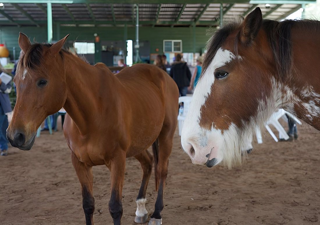 Two Brown Horses Standing Next to Each Other in a Stable — Equine Alliance in Palmwoods, QLD