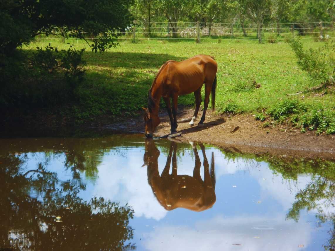 A Brown Horse Drinking Water From a Pond — Equine Alliance in Palmwoods, QLD