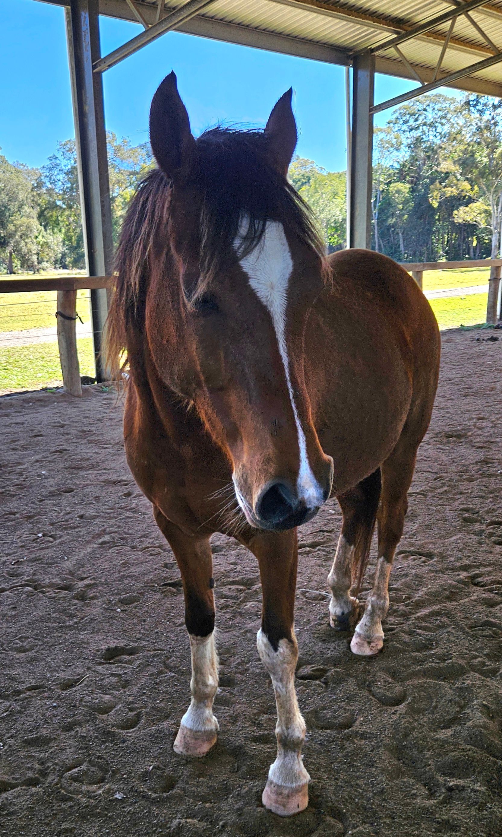 Bay horse with a white blaze, standing in an outdoor arena. — Equine Alliance in Palmwoods, QLD