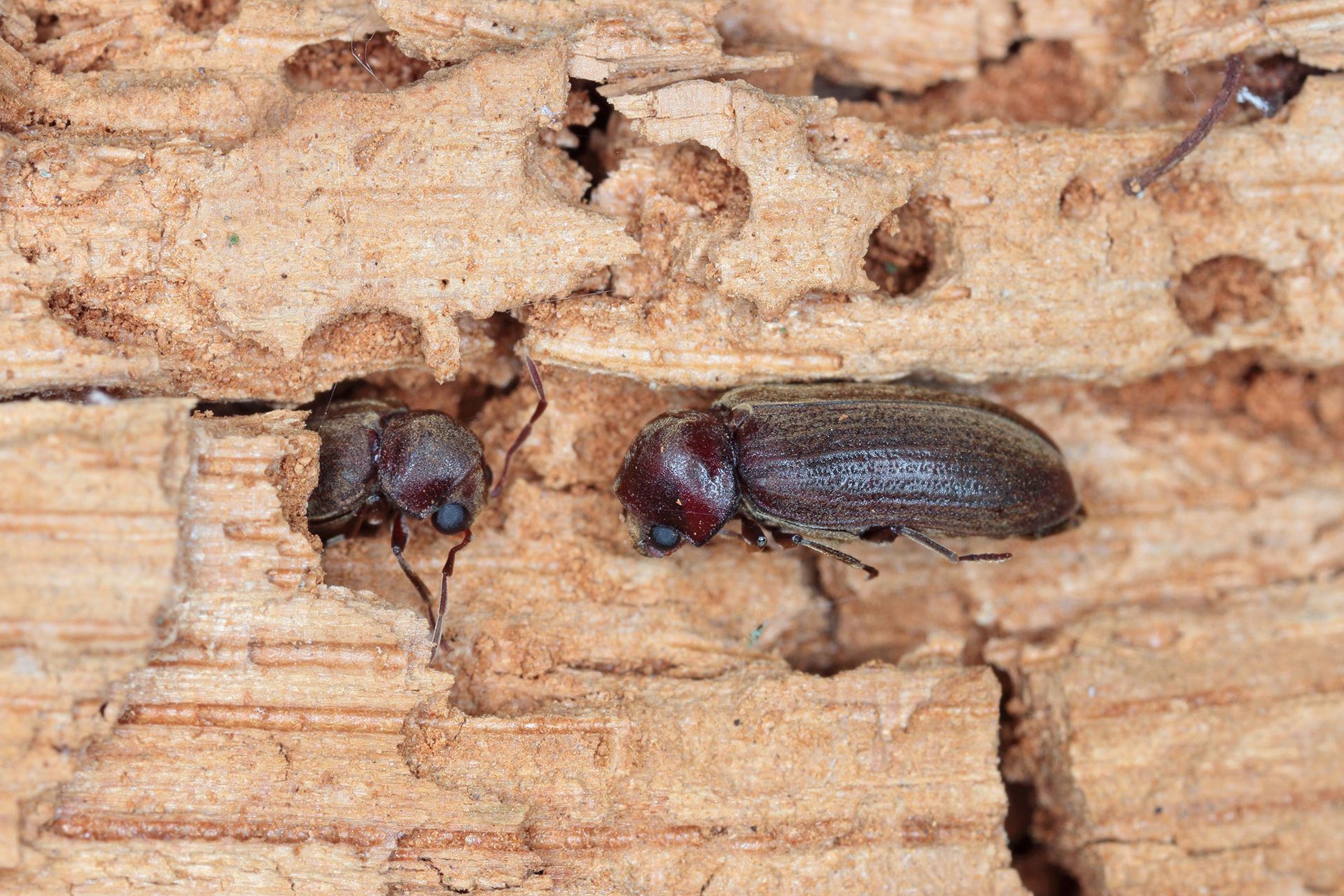 early signs of insects destroying wood