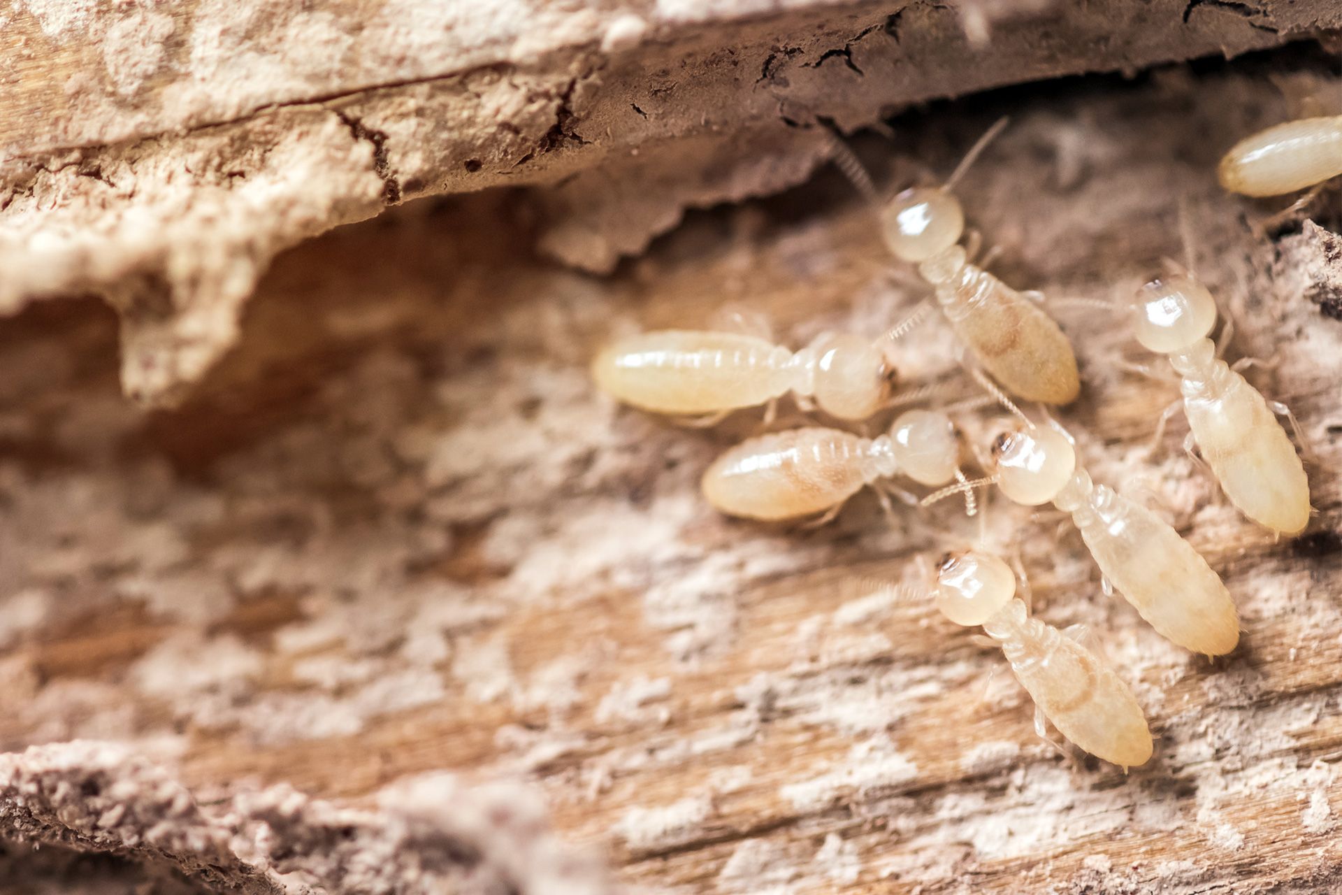 Certified termite inspector checking home